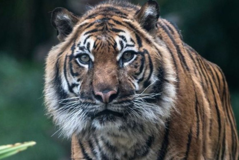 Tujuh Ekor Anjing di Agam Diduga Dimangsa Harimau