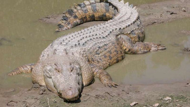 Setelah Perburuan 8 Tahun, Buaya Raksasa Akhirnya Bisa Ditangkap