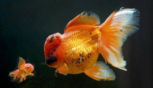 Ikan Mas Ini Dijual dengan Harga Rp74 Juta, Apa Istimewanya?