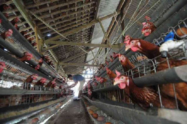Peternak Ayam Petelur di daerah ini Bisa Raup Rp23 Juta per Bulan