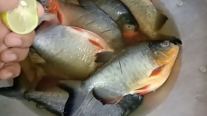 Berikut Cara Mudah Hilangkan Bau Amis Ikan Sebelum Dimasak