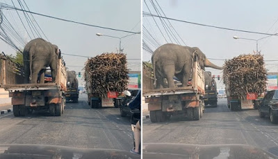 Video Gajah Mencuri Batang Tebu di Lampu Merah Jadi Viral