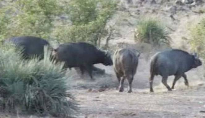 Kerbau Liar Selamatkan Bayi Gajah yang Diserang Singa