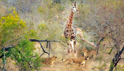 Delapan Singa Mencoba Kalahkan Jerapah Besar, Ini yang Terjadi