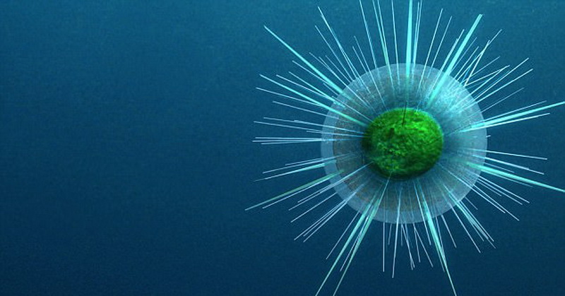 Terungkap! Peneliti Pecahkan Misteri Awal Kemunculan Hewan Pertama di Bumi