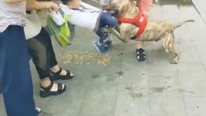 Mengerikan, Anjing Pit Bull Serang Anak Kecil di Jalan