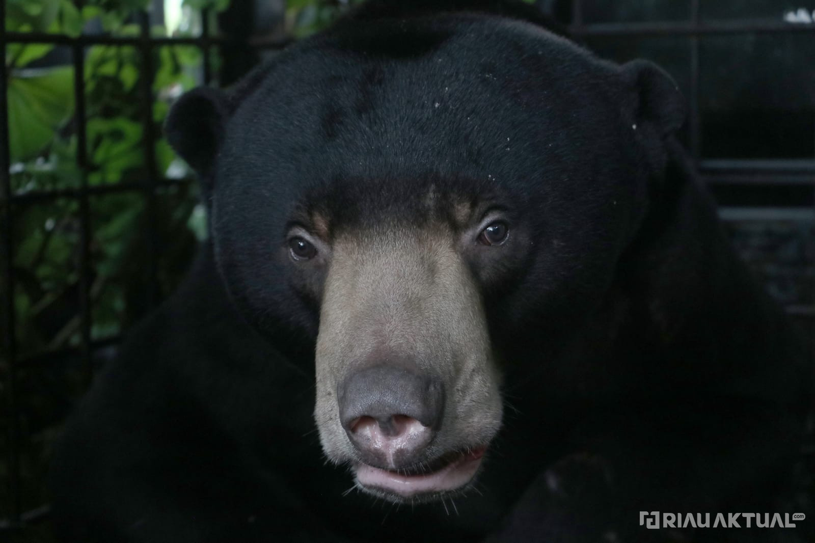 BBKSDA Riau Berhasil Lepasliarkan Beruang Madu yang Masuk Permukiman Warga