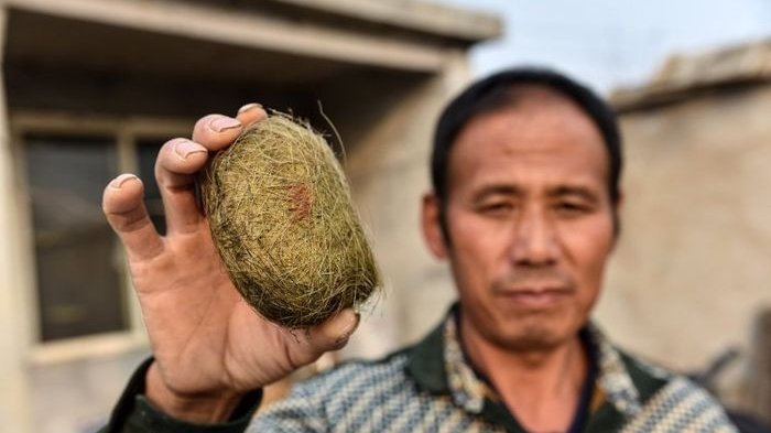 Wiih.. Gara-gara Empedu Babi, Pria Ini Mendadak Jadi Kaya Raya