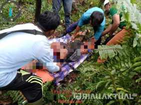Diterkam Harimau, Penebang Kayu di Inhil Ditemukan Tewas Mengenaskan