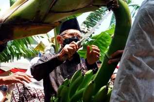 Miliki Peluang Besar Ekspor, Produksi dan Kualitas Komoditas Pisang Perlu Ditingkatkan