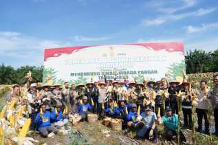 Dukung Swasembada Pangan, Polresta Pekanbaru Panen 12 Ton Jagung