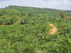 Pemerintah Wajib Lindungi Investasi Pelaku Usaha Perkebunan Sawit