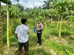 Perkuat Ketahanan Pangan, Polsek Bangko Pusako Libatkan Kelompok Tani Lokal