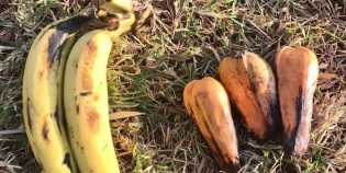 Ilmuwan Prediksi Tanaman Langka Ini Bakal Jadi Sumber Makanan Masa Depan di 2050