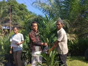 Pemdes Koto Inuman Salurkan Ribuan Bibit Kelapa Sawit Siap Tanam