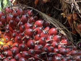 Harga TBS Sawit Pekan Ini Capai Rp2.459 per Kilogram