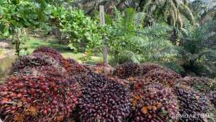 Turun Lagi, Harga TBS Sawit Pekan Ini Rp1.509 per Kilogram