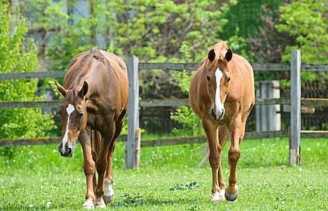 Efek Berkuda, Tak Cuma Jadi Hiburan Tapi Punya Banyak Manfaat
