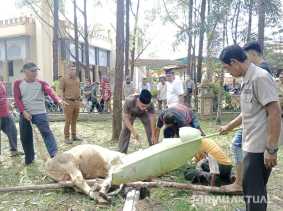Besok, Masjid Daarul Abrar DPRD Riau Sembelih 13 Sapi Kurban