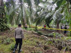 Geger, Warga Siak Temukan Tulang Belulang di Kebun Sawit