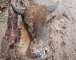 Belasan Kerbau Warga Mati Mendadak di Kampar