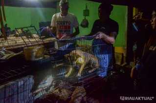 Nestapa Anjing di Rumah Jagal 