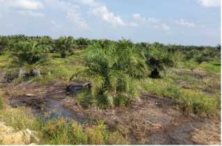 Limbah PT Pertamina Hulu Rokan Diduga Cemari Lingkungan di Kabupaten Rohil