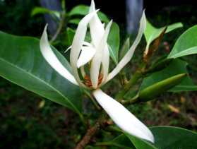 Kerap Dikaitkan dengan Mistis, Ternyata Ini Manfaat Bunga Cempaka