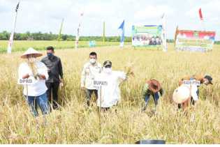 Kasmarni Panen Padi Dikecamatan Siak Kecil 