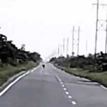 Bikin Geger, Harimau Sumatera Muncul di Jalan Buton Siak