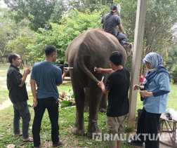 Gajah Indah di PLG Minas Alami Diare, Tim Medis BBKSDA Riau Berikan Penanganan