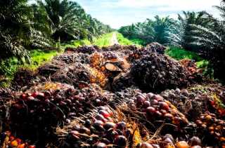 Harga CPO dan Kernel di Riau Berfluktuasi, Berikut Daftarnya