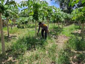 Polsek Bangko Pusako Lakuan Pembinaan Ketahanan Pangan ke Masyarakat