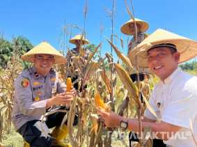 Dukung Asta Cita Presiden di Rohil, Kapolsek TPTM Panen Jagung di Lahan Seluas 2 Hektare