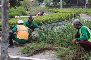 Wako Agung Galakkan Penghijauan, DLHK Pekanbaru Tata Ulang Taman Median Jalan