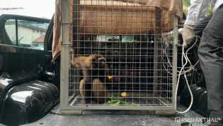 Polresta Pekanbaru Tangkap Pelaku Jual Beli Kucing Hutan dan Pemelihara Siamang Tanpa Izin