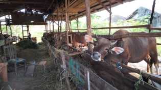 Jelang Hari Raya Idul Adha1445 H, Bursa Sapi Kurban Putri Adika Hadapi Penurunan Penjualan