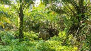 PalmCo Kelola 14 Ribu Hektare Kawasan Konservasi, Komit Jaga Gajah dan Harimau Sumatera