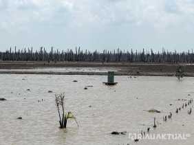 Abrasi Laut 'Telan' Ribuan Hektar Kebun Kelapa di Inhil, M4CR Siapkan Mangrove Jadi Benteng Baru
