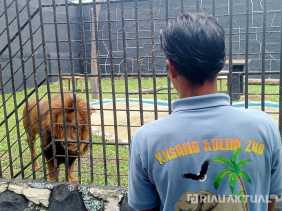 Kasang Kulim Zoo Sambut Singa Afrika, Tambah Koleksi Satwa Menjadi 133 Jenis