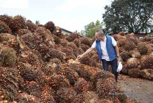 Harga TBS Sawit Mitra Swadaya Riau Pekan Ini Capai Rp2.367 per Kilogram