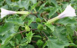 Cara Efektif Pertolongan Pertama untuk Korban Mabuk Kecubung