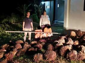 Polsek TPTM Tangkap Dua Ninja Sawit di Rohil, Kerugian Warga Capai Rp 3 Juta
