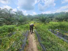 Polsek Bangko Pusako dan Petani Gelar Pembinaan Ketahanan Pangan