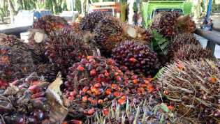 Harga TBS Plasma Naik Capai Rp3.516,32 per Kilogram