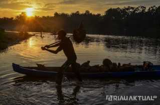 Harga TBS Sawit Riau Naik, Tembus Rp3.348 per Kg untuk Umur 9 Tahun