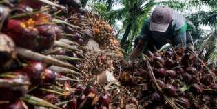 Produksi Minyak Sawit Indonesia Naik 9,85%, Tembus 48,09 Juta Ton hingga Oktober 2025