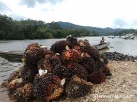 Harga TBS Sawit Pekan Ini Capai Rp2.761 per Kilogram