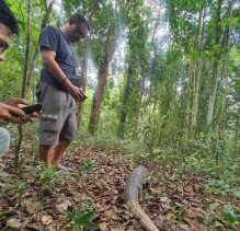 Sempat Dipelihara Warga, BKSDA Riau Lepaskan Trenggiling Indukan di SKW II Batam