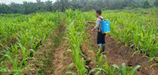Polsek Bangko Pusako Tanam Jagung di Lahan 4 Hektare
